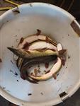 Uitzet van snoek in Goes